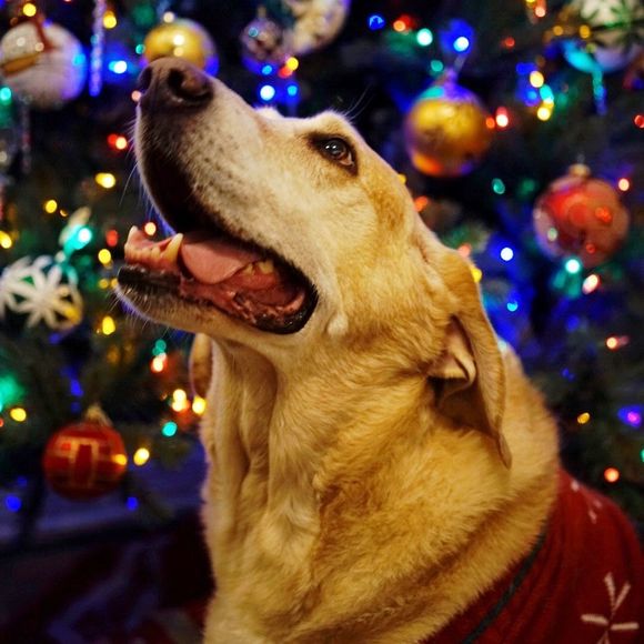 Meet your Posher, Janet - Picture 1 of 1